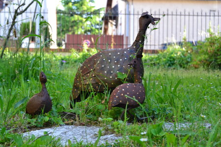 Jardin du Petit Chasseur mai 2017, DSC_0713