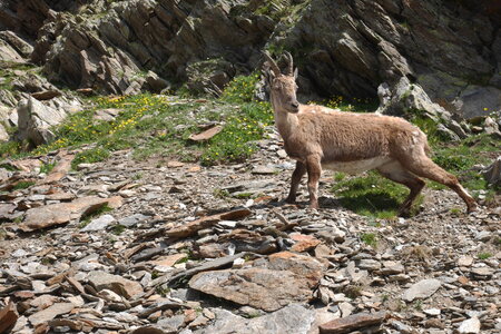 2017-06-17-23-mont-blanc, alpes-aventure-refuge-tete-rousse-mont-blanc-2017-06-21-07