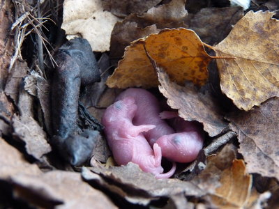 Les bestioles du verger, bébé souris