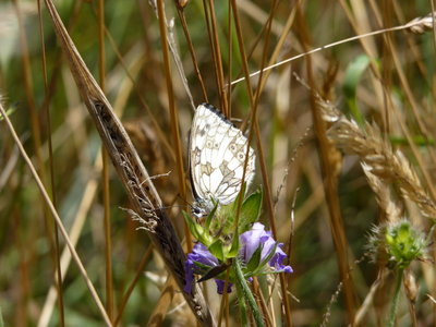 Les bestioles du verger, Papillon