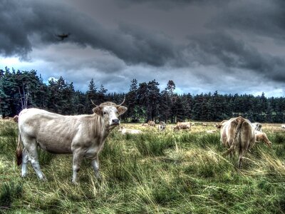 L'Auvergne en tricycle, 100_7278_tonemapped