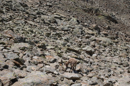 2017-07-01-07-mont-blanc, alpes-aventure-mont-blanc-refuge-tete-rousse-2017-07-05-09