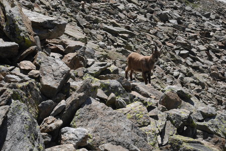2017-07-01-07-mont-blanc, alpes-aventure-mont-blanc-refuge-tete-rousse-2017-07-05-10