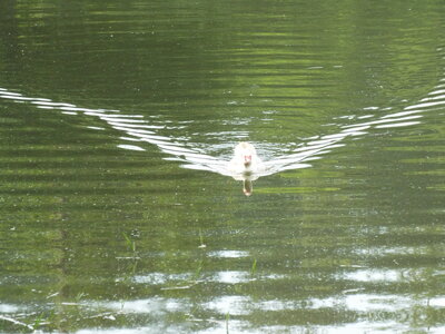 compostelle17, DSCF2639