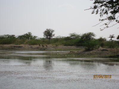 Inde (Rajasthan) - Avril_Mai 2012 - Album N° 1, IMG_0706