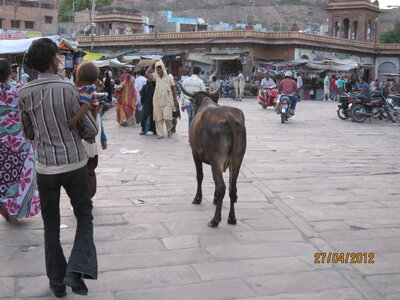 Inde (Rajasthan) - Avril_Mai 2012 - Album N° 1, IMG_0719