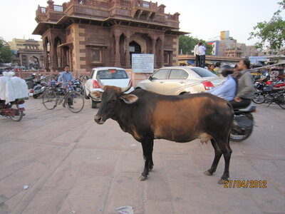 Inde (Rajasthan) - Avril_Mai 2012 - Album N° 1, IMG_0720