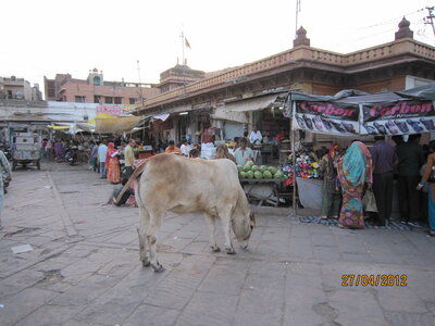 Inde (Rajasthan) - Avril_Mai 2012 - Album N° 1, IMG_0723