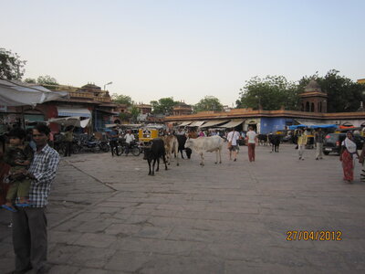 Inde (Rajasthan) - Avril_Mai 2012 - Album N° 1, IMG_0724