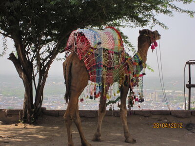Inde (Rajasthan) - Avril_Mai 2012 - Album N° 1, IMG_0742