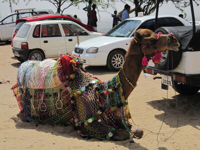 Inde (Rajasthan) - Avril_Mai 2012 - Album N° 1, IMG_0865