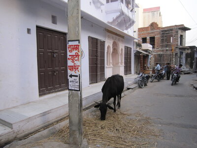 Inde (Rajasthan) - Avril_Mai 2012 - Album N° 1, IMG_0930