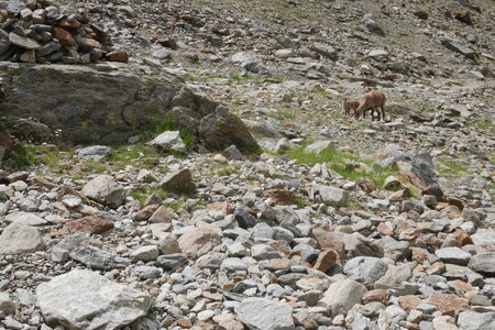 2017-07-08-15-mont-blanc, alpes-aventure-montee-refuge-de-tete-rousse-2017-07-12-06