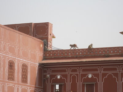 Inde (Rajasthan) - Avril_Mai 2012 - Album N° 1, IMG_1201