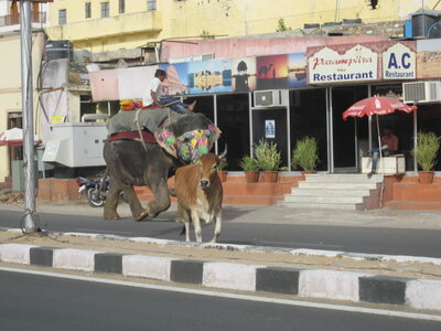 Inde (Rajasthan) - Avril_Mai 2012 - Album N° 1, IMG_1226