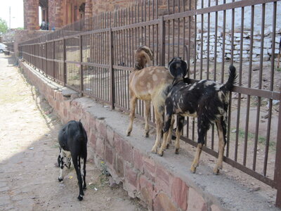 Inde (Rajasthan) - Avril_Mai 2012 - Album N° 1, IMG_1317