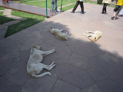 Inde (Rajasthan) - Avril_Mai 2012 - Album N° 1, IMG_1351