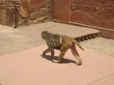 Inde (Rajasthan) - Avril_Mai 2012 - Album N° 1, IMG_1572