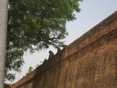 Inde (Rajasthan) - Avril_Mai 2012 - Album N° 1, IMG_1576