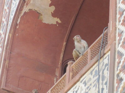 Inde (Rajasthan) - Avril_Mai 2012 - Album N° 1, IMG_1577
