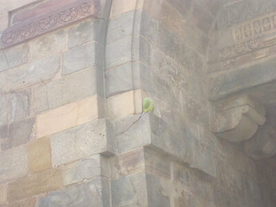 Inde (Rajasthan) - Avril_Mai 2012 - Album N° 1, IMG_1682