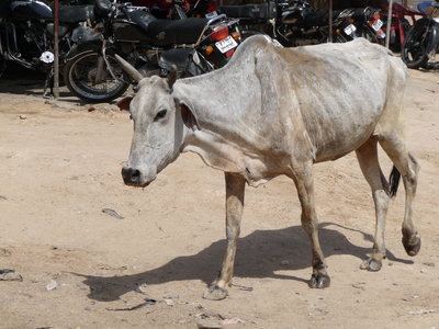 Inde (Rajasthan) - Avril_Mai 2012 - Album N° 2, P1070508