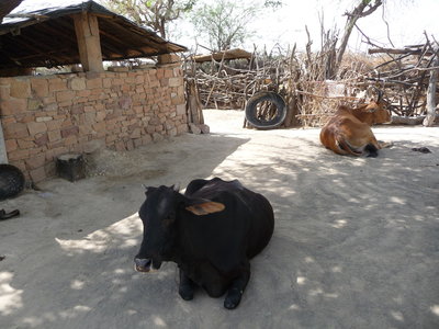 Inde (Rajasthan) - Avril_Mai 2012 - Album N° 2, P1070522