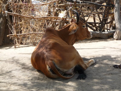 Inde (Rajasthan) - Avril_Mai 2012 - Album N° 2, P1070523