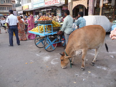 Inde (Rajasthan) - Avril_Mai 2012 - Album N° 2, P1070698