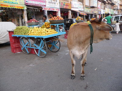 Inde (Rajasthan) - Avril_Mai 2012 - Album N° 2, P1070701