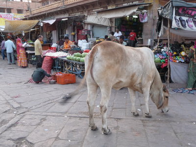 Inde (Rajasthan) - Avril_Mai 2012 - Album N° 2, P1070721