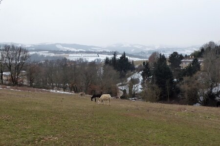 Monts du Lyonnais (Thurins 69610) janvier 2017, P1010623