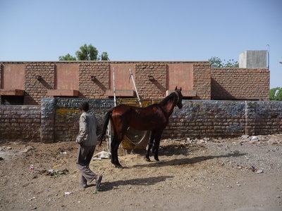 Inde (Rajasthan) - Avril_Mai 2012 - Album N° 2, P1070807