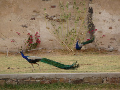 Inde (Rajasthan) - Avril_Mai 2012 - Album N° 2, P1080102