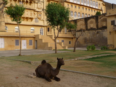 Inde (Rajasthan) - Avril_Mai 2012 - Album N° 2, P1080106