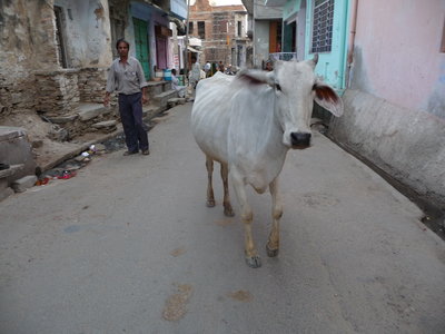 Inde (Rajasthan) - Avril_Mai 2012 - Album N° 2, P1080129