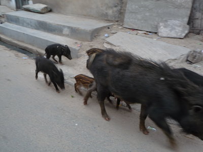 Inde (Rajasthan) - Avril_Mai 2012 - Album N° 2, P1080130