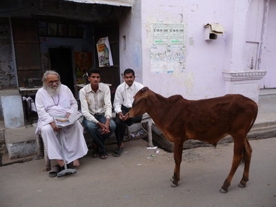 Inde (Rajasthan) - Avril_Mai 2012 - Album N° 2, P1080131