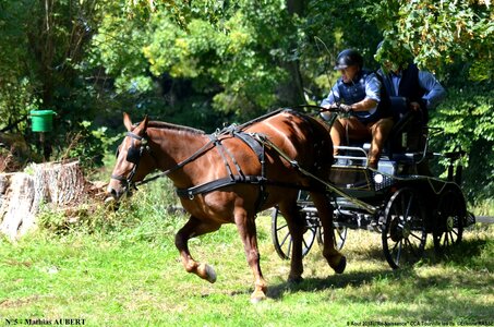 2017-08-06 - CCA La Renaissance Tourville Les Ifs 2017, 05-DSC_8762