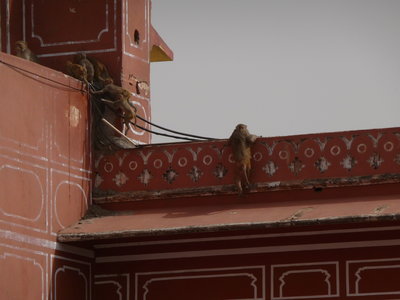 Inde (Rajasthan) - Avril_Mai 2012 - Album N° 2, P1080435