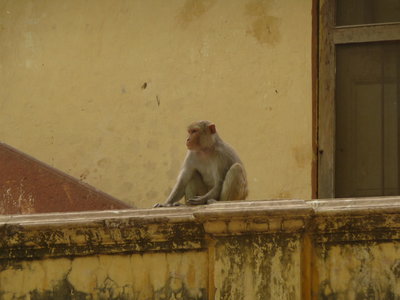 Inde (Rajasthan) - Avril_Mai 2012 - Album N° 2, P1080451