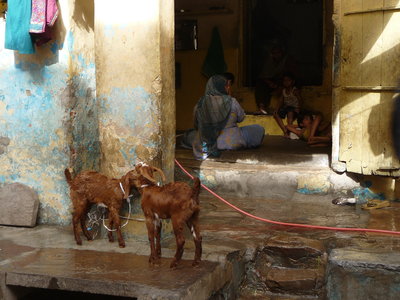 Inde (Rajasthan) - Avril_Mai 2012 - Album N° 2, P1080510