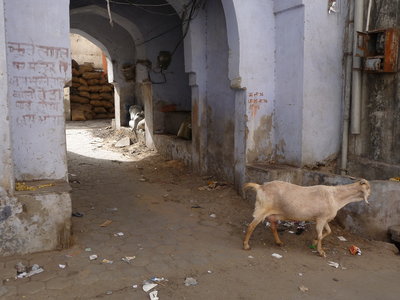 Inde (Rajasthan) - Avril_Mai 2012 - Album N° 2, P1080511