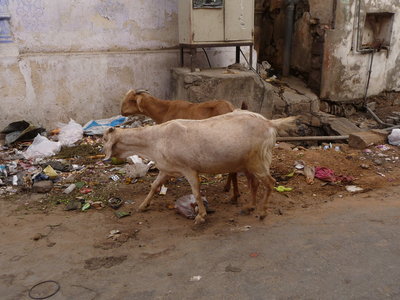 Inde (Rajasthan) - Avril_Mai 2012 - Album N° 2, P1080512