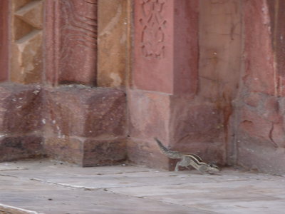 Inde (Rajasthan) - Avril_Mai 2012 - Album N° 2, P1080629