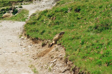 20170703-19 GR 5 2017 Thonon - Modane, 20170711-18 12 07 17 Marmotte croisée dans la descente vers Plan de la Lai