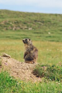 20170703-19 GR 5 2017 Thonon - Modane, 20170715-03 15 07 17 Marmotte au vallon de la Tovière