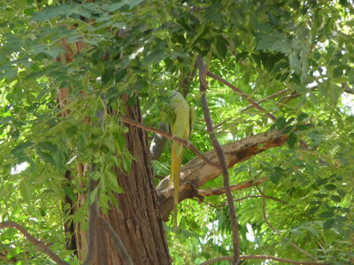 Inde (Rajasthan) - Avril_Mai 2012 - Album N° 2, P1080811