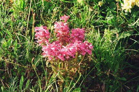 20170703-19 GR 5 2017 Thonon - Modane, 20170715-32 18 07 17 Orchis