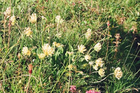 20170703-19 GR 5 2017 Thonon - Modane, 20170715-33 18 07 17 Allium Palens 
